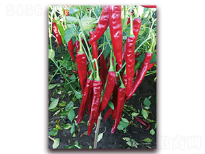 �M���t2̖-�����N��-�t�l(f��)�N�I(y��)