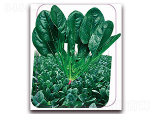 ����һ̖-���˷N��-����(y��u)�r(n��ng)�I(y��)