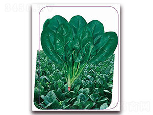 ����-���˷N��-����(y��u)�r(n��ng)�I(y��)