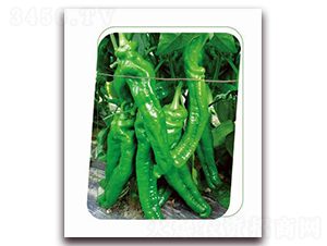 ����-�����N��-����(y��u)�r(n��ng)�I(y��)