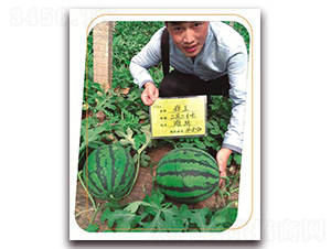 ������-���ϷN��-����(y��u)�r(n��ng)�I(y��)