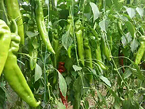 �ձ�����-�����N��-���N�I(y��)