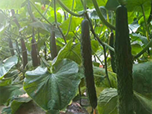 ������8̖-�S�ϷN��-���N�I(y��)