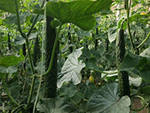 ʥ��(y��u)58-�S�ϷN��-���N�I(y��)