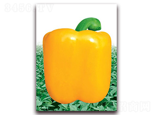 ������-�����N��-(li��n)�S�N�I(y��)