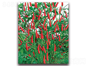 �������-���콷�N��-(li��n)�S�N�I(y��)