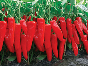 �t��һ̖(h��o)-�ݽ��N��-(li��n)�S�N�I(y��)