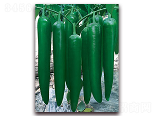 ��Ƥ����-�⽷�N��-(li��n)�S�N�I(y��)