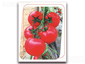 �۶�{-���ѷN��-����(y��u)�r(n��ng)�I(y��)