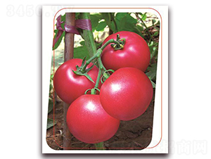 �·�ʿ��-���ѷN��-����(y��u)�r�I(y��)