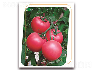 ���з�һ̖-���ѷN��-����(y��u)�r�I(y��)