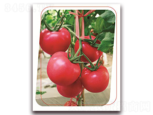 ���з���̖-���ѷN��-����(y��u)�r�I(y��)