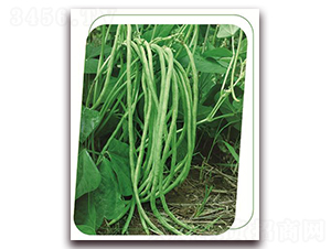 �o��49-�����N��-����(y��u)�r(n��ng)�I(y��)