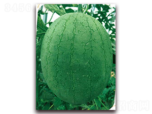 Խ��-���ϷN��-����(y��u)�r(n��ng)�I(y��)