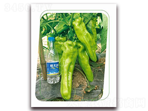 ����-�����N��-����(y��u)�r(n��ng)�I(y��)