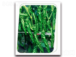 ����5̖(h��o)-�����N��-����(y��u)�r(n��ng)�I(y��)