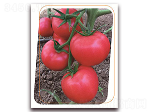 ���з���̖-���ѷN��-����(y��u)�r�I(y��)