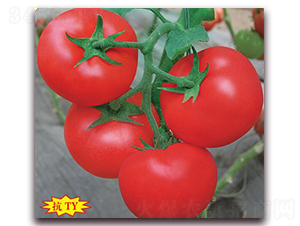 �����-���ѷN��-����(y��u)�r�I(y��)