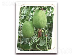 ɣ��-��ϷN��-����(y��u)�r(n��ng)�I(y��)