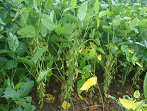 �ƶ�7̖-�󶹷N��-�A��