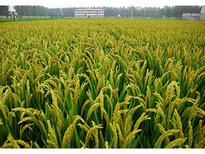 ���S5̖����DƬ-�SԴ�N��