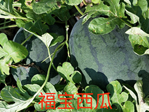 ����-���ϷN��-ӳɽ��