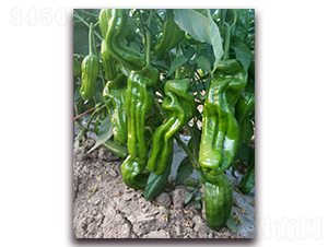 ̩��008-�ཷ�N��-ӳɽ��