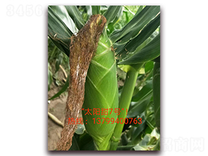 ̫�(y��ng)��7̖(h��o)-ˮ�����׷N��-ӳɽ��