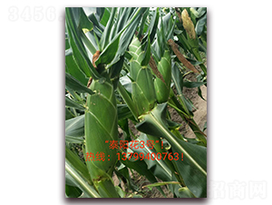 ̩�(y��ng)��3̖(h��o)-ˮ�����׷N��-ӳɽ��