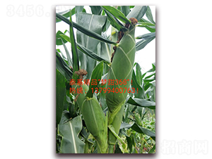 ��(m��ng)��368-ˮ�����׷N��-ӳɽ��