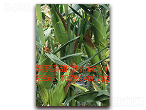 ��(m��ng)��668-ˮ�����׷N��-ӳɽ��