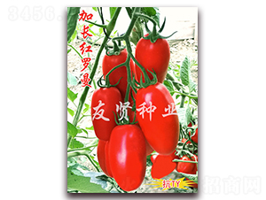 ���L�t�_��-���͹����ѷN��-���t�N�I(y��)