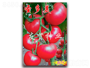 ʥ����-��ɫ���ѷN��-���t�N�I(y��)