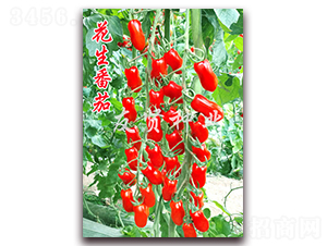 ��������-�tɫ����С���ѷN��-���t�N�I(y��)