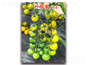 ������-�Sɫ����С���ѷN��-���t�N�I(y��)