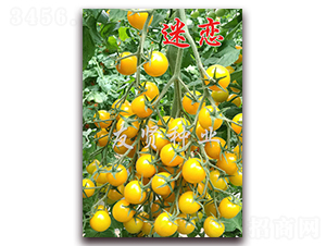 �ԑ�-�Sɫ����С���ѷN��-���t�N�I(y��)