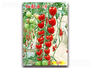 �t�nŮ2̖(h��o)-��TY��������С���ѷN��-���t�N�I(y��)