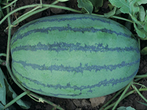 �Ƶ��S��-���ϷN��-�Ƶ���