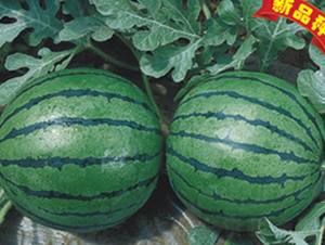 �Ƶ����S-���ϷN��-�Ƶ���