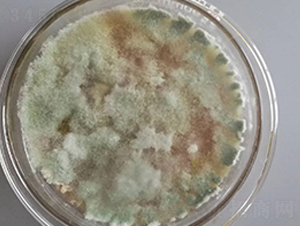 ����ľù-��ʥԴ