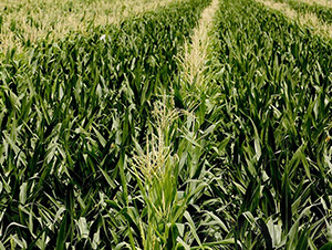 ͨƽ1-ƽ���N�I(y��)