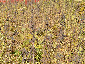 ƽ����16̖-ƽ���N�I(y��)