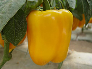 ���x-�ʽ��N��-ɣ�r(n��ng)�N�I(y��)