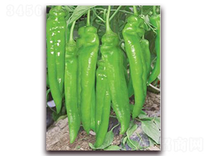 ����-�⽷�N��-ɣ�r(n��ng)�N�I(y��)