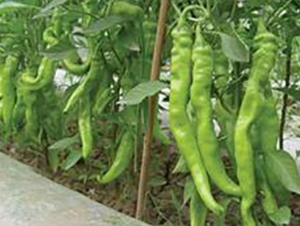 ����602-�⽷�N��-ɣ�r(n��ng)�N�I(y��)