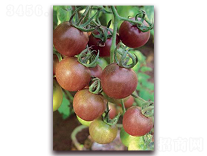 ��÷-���ѷN��-ɣ�r(n��ng)�N�I(y��)