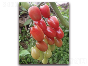 ��õ��M-2-���ѷN��-ɣ�r(n��ng)�N�I(y��)