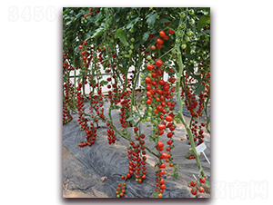 ɣ�r(n��ng)HM50-��TY���ѷN��-ɣ�r(n��ng)�N�I(y��)