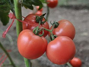 ɣ�r(n��ng)P71-��TY���ѷN��-ɣ�r(n��ng)�N�I(y��)