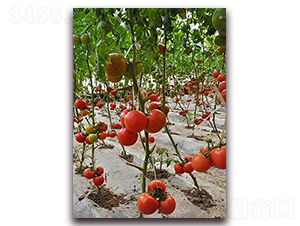 ɣ�r(n��ng)P377-��TY���ѷN��-ɣ�r(n��ng)�N�I(y��)